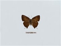 藏品(玳灰蝶)的圖片